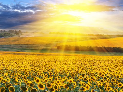 Sonnenaufgang über einem Sonnenblumenfeld