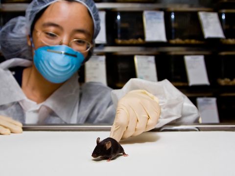 Eine Wissenschaftlerin in einem Labor stupst eine Maus an