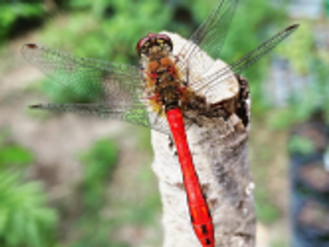 In Nahaufnahme sitzt eine Libelle auf einem Birkenstumpf