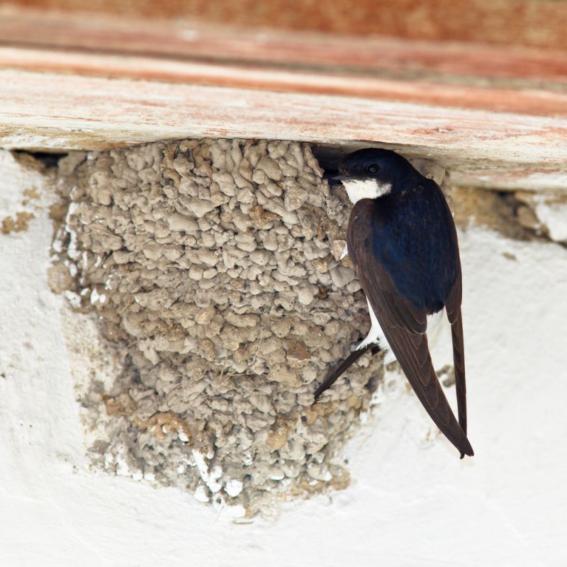 An einer weiß gekalkten Mauer hat sich unter einem rostroten Vorsprung eine Mehlschwalbe ein Nest gebaut. Das Gefieder des Altvogels glänzt an Kopf und Rücken dunkelblau, der Schwanz und die Oberseite der Flügel sind schwarz-braun befiedert. Der Bürzel der Schwalbe, der hinterste Rückenabschnitt an der Schwanzbasis, ist weiß. Bis auf das Einflugloch am oberen Rand ist das Nest geschlossen und hat eine halbkugelige Form. Es ist aus unzähligen kleinen Lehm- und Erdklümpchen zusammengesetzt.