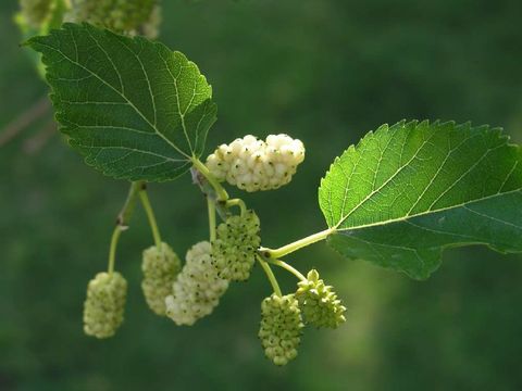 Bildvergrößerung: Blätter und Früchte des Weißen Maulbeerbaumes 
