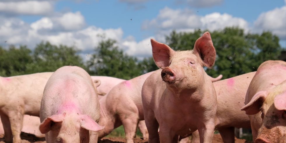 Eine Gruppe rosa Schweine in einer Lehmkuhle