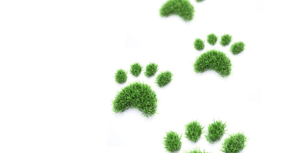 Grüne Grasflächen in Form von Pfotenabdrücken eines Tieres