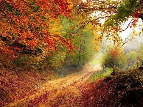 Herbstlandschaft, buntbelaubte Bäume neben einem Waldweg