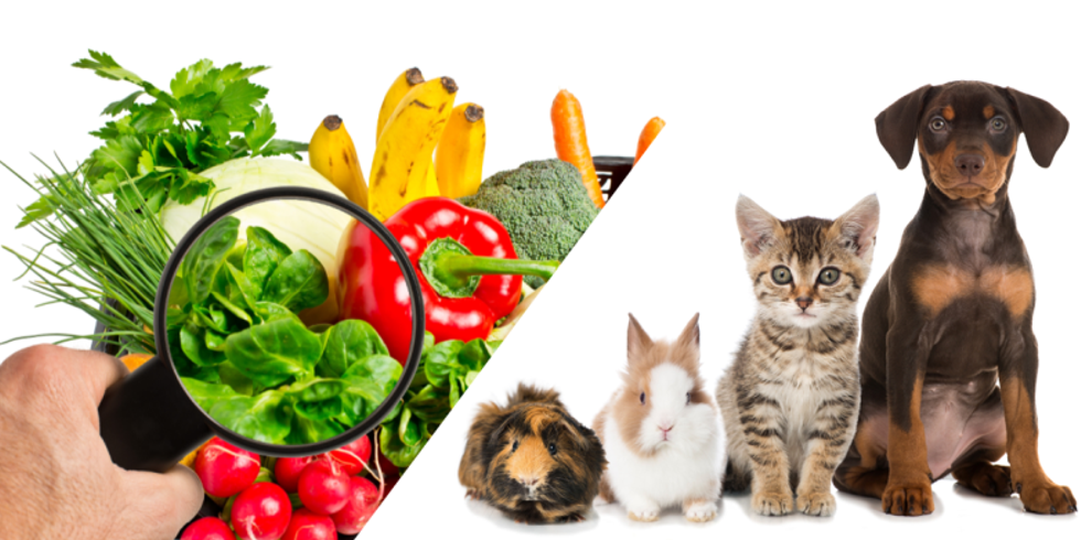 Gemüse wird unter die Lupe genommen und Tiere stehen nebeneinander: Meerschweinchen, Kaninchen, Katze und Hund