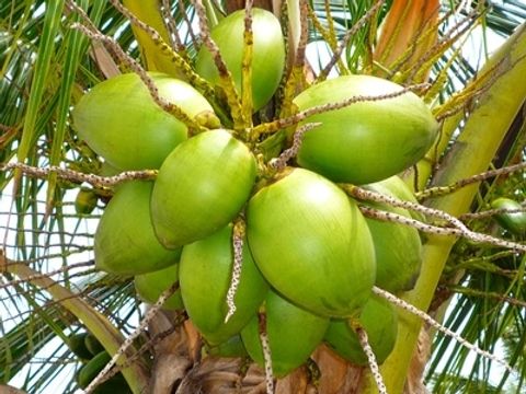 Grüne Kokonüsse an einem Baum