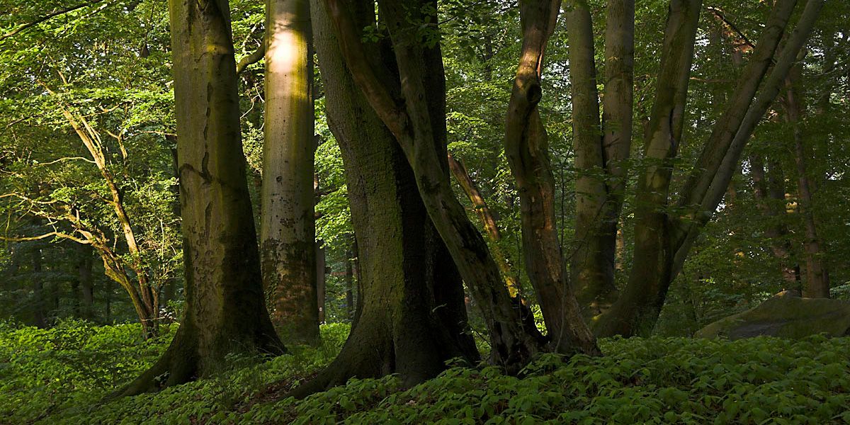 Bildvergrößerung: NATURA 2000-Gebiet Westlicher Düppeler Forst, Altbäume im Düppeler Forst