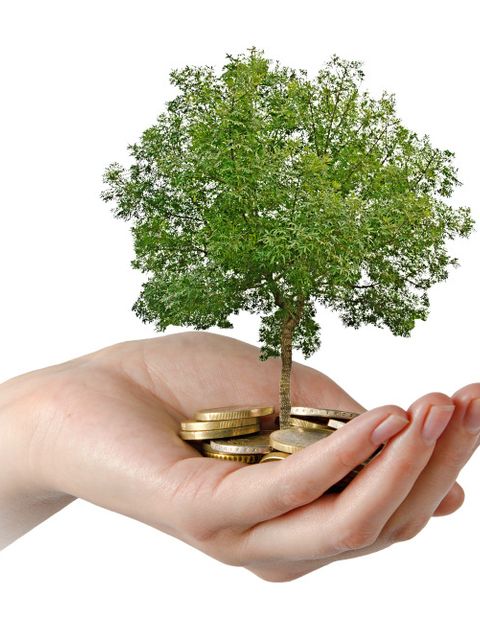 Eine aufgehaltene Hand, aus der ein Baum wächst mit einigen Münzen, die den Wert der Bäume symbolisieren