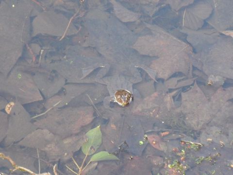  Foto von einem Grasfrosch am Waldpfuhl am 29.03.16