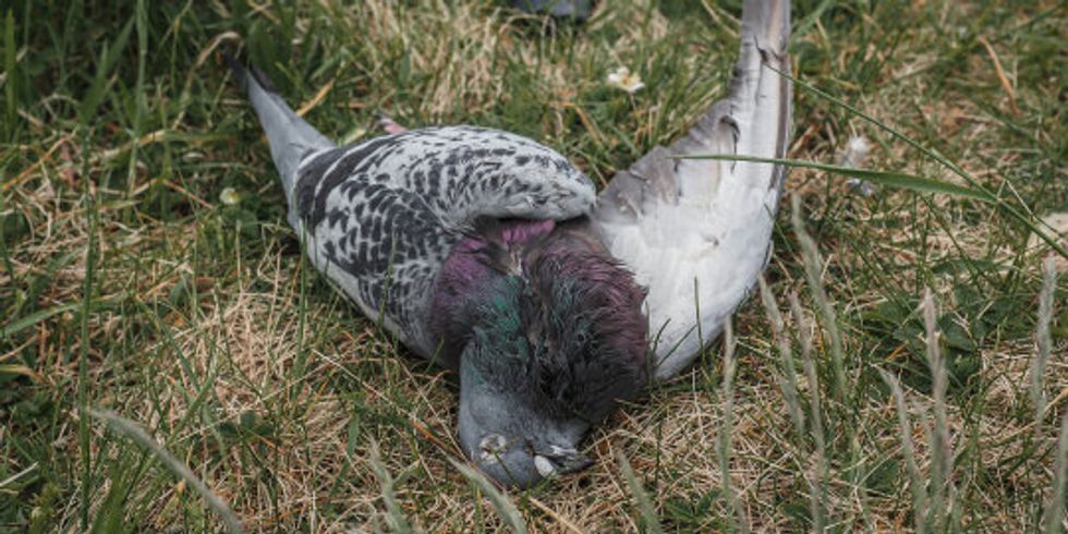 tote Taube auf einer Wiese