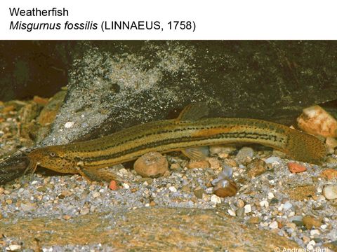 Enlarge photo: 02 Weatherfish - Misgurnus fossilis (Linnaeus, 1758)