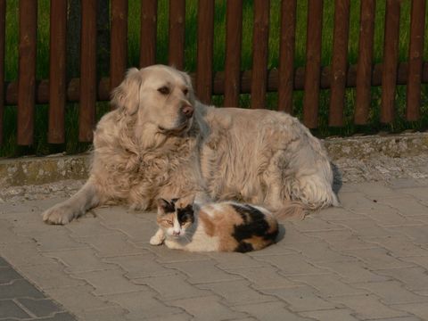 Ein Hund und eine Katze liegen nebeneinander