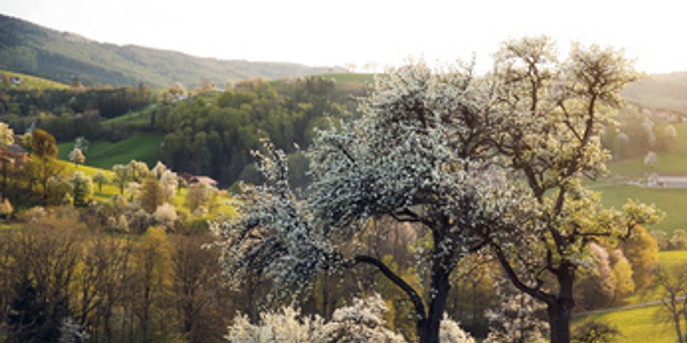 Birnbaumblüte im Mostviertel in Niederösterreich