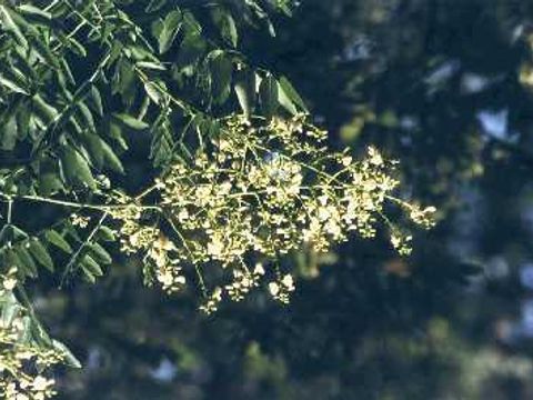 Schnurbaum - Blüten des Honigbaums