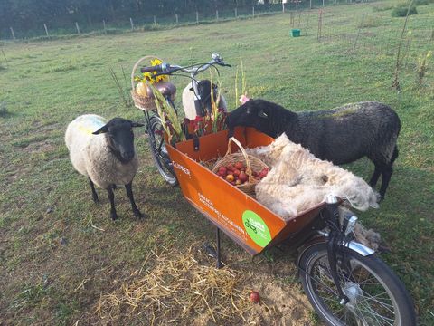 fLotte Lastenrad mit zwei Schafen