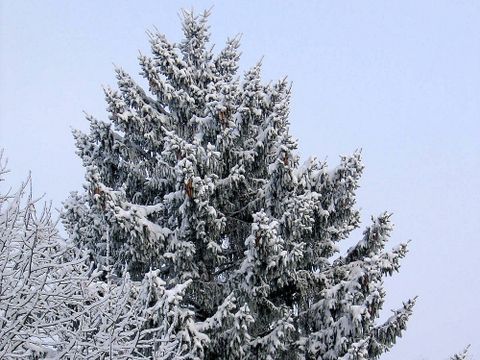 Schneereiche Winterimpressionen im Pflanzenschutzamt Berlin