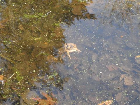 Foto von einer Erdkröte am Waldpfuhl am 05.04.16
