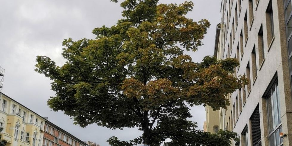 Wird in Berlin und Toulouse gerne als Straßenbaum verwendet: der Spitzahorn (Acer platanoides)