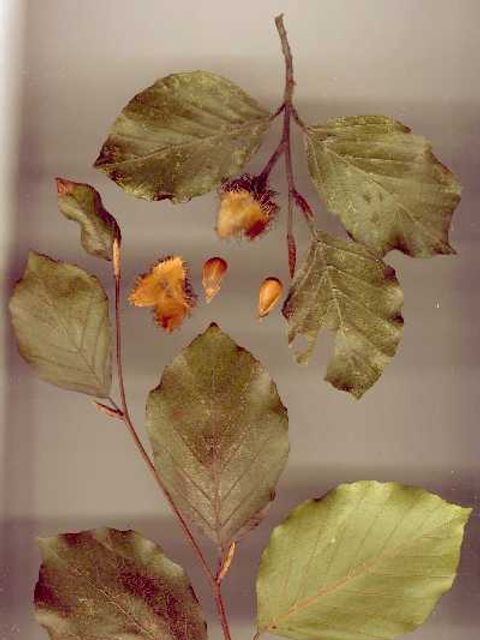Rotbuche - Früchte und Blättereiner Rotbuche