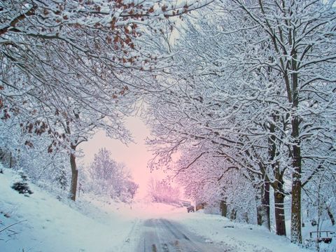verschneite Straße mit Bäumen am Rand