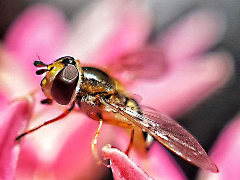 Bildvergrößerung: Wildbienen – die fabelhafte Welt der Vielfalt