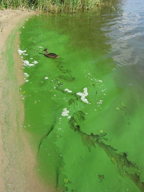 Schlierenbildende Cyanobakterien an der Wasseroberfläche in der Unterhavel