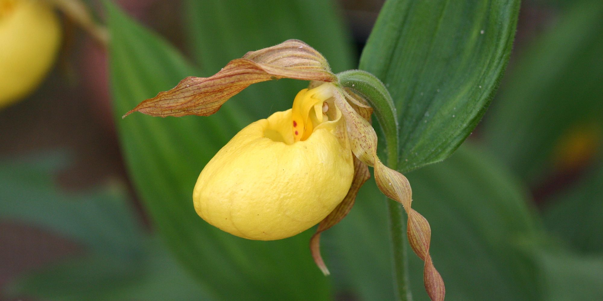 Frauenschuh-Orchidee (Cypripedium) 