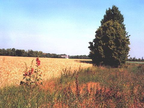 Landschaftsplan Schichauweg