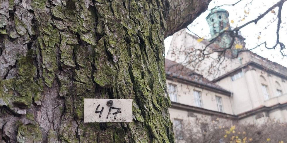 Baum mit Baumnummer vor dem Rathaus Treptow