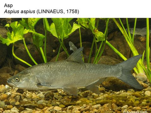 Enlarge photo: 23 Asp - Aspius aspius (Linnaeus, 1758)