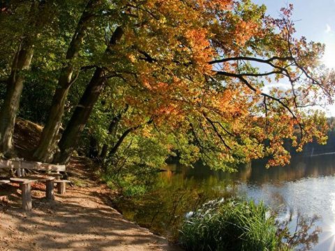 Herbststimmung am See, buntbelaubte Bäume am See 