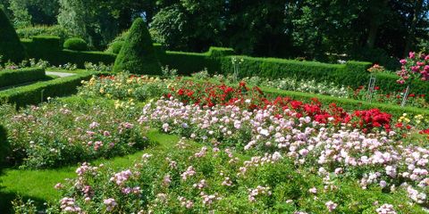 Rosengarten im Britzer Garten