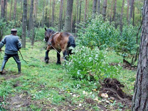 Pflege von Schutzgebieten durch Rodung mit Pferd
