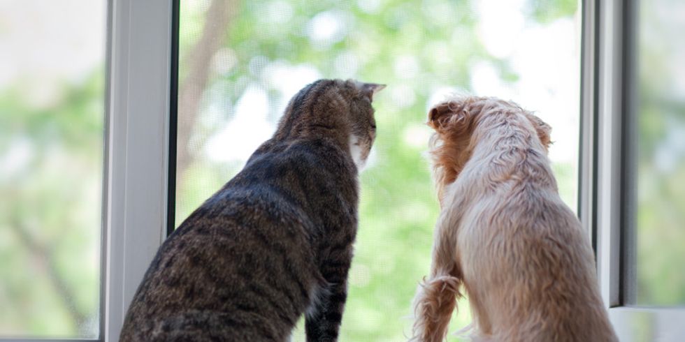 Eine Katze und ein hund schauen aus einem geöffneten Fenster
