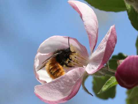 Bildvergrößerung: Vor blauem Himmel sitzt eine Gehörnte Mauerbiene auf einer rosafarbenen Obstblüte, daneben ist eine weitere Blüte noch ge-schlossen. Das rotbraun-pelzige Insekt umgreift mit seinen Vorderfüßen die gelben aufrecht stehenden Blütenstempel. Gut er-kennbar ist das große Facettenauge der Biene. 