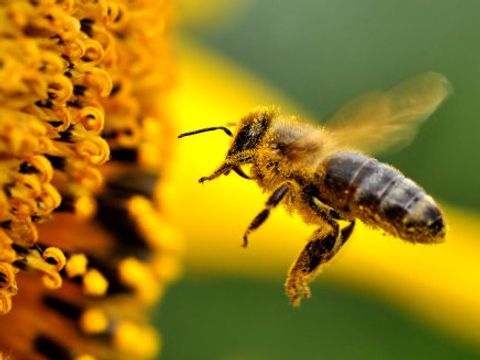 Bildvergrößerung: Biene an einer Sonnenblume
