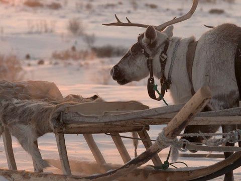 Die Hüter der Tundra - Szenenbild (Foto: W-film / Lichtblick Film)