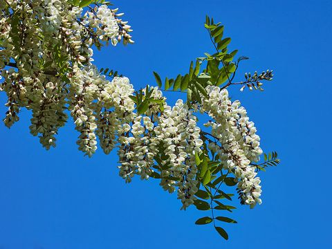 Bildvergrößerung: Üppige weiße Blüten hängen in langen Trauben an einem Robinienzweig in Nahaufnahme. Zwischen den Blüten wachsen kleine, leuchtend grüne Blätter. Das Gesamtblatt besteht aus 11 bis 15 eiförmigen Einzelblättchen. Dahinter der strahlend blaue Himmel.