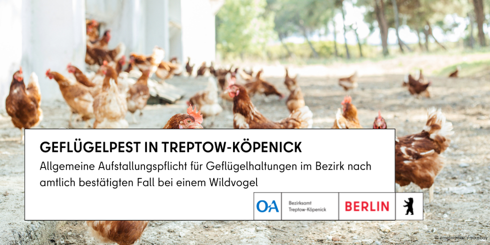 Geflügelpest nun auch Treptow-Köpenick nachgewiesen – allgemeine Aufstallungspflicht wird angeordnet