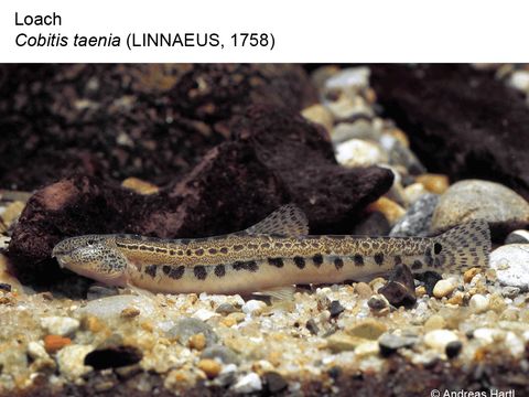 Enlarge photo: 10 Loach - Cobitis taenia (Linnaeus, 1758)