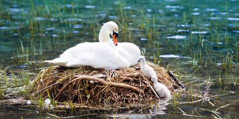 Schwan-Nest - Mutter mit Kind