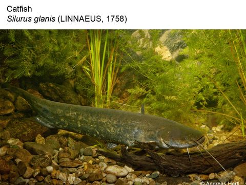 Enlarge photo: 27 Catfish - Silurus glanis (Linnaeus, 1758)