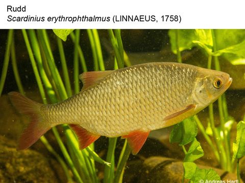 Enlarge photo: 24 Rudd - Scardinius erythrophthalmus (Linnaeus, 1758)