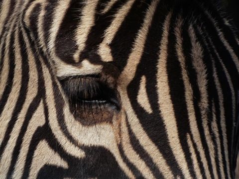 Bildvergrößerung: Fotoausschnitt eines Zebras