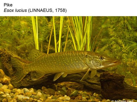 Enlarge photo: 18 Pike - Esox lucius (Linnaeus, 1758)