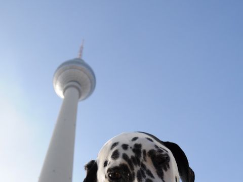 Hund mit Fernsehturm im Hintergrund