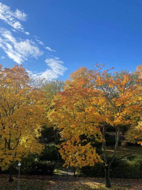 Bildvergrößerung: Reinickendorf färbt sich in den Herbstfarben orange, gelb und rot.