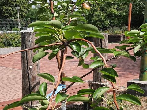 Ein Foto, das im Vordergrund einen Früchte tragenden jungen Birnbaum und im Hintergurnd eine Pflasterfläche des Garten der Begegnung zeigt
