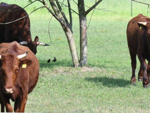 Rinder aus den Gärten der Welt beim „Ernte-Einsatz“ auf dem Tempelhofer Feld