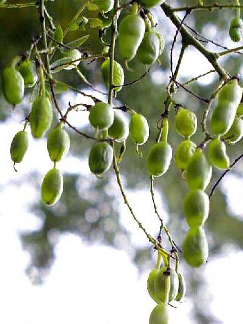 Schnurbaum - Früchte des Honigbaums in Nahaufnahme